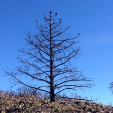 Burnt pine tree with pinecones at the top