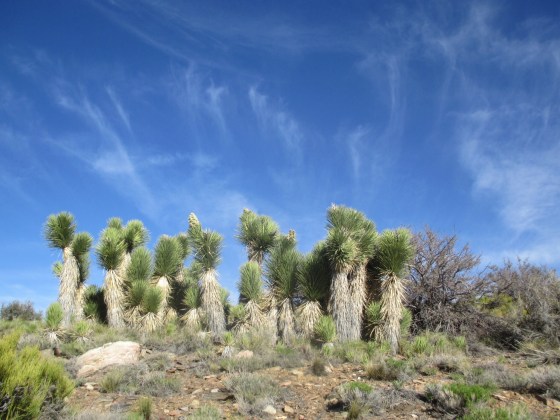 Joshua trees!