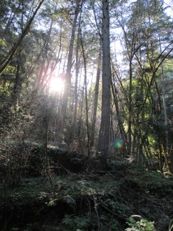 Henry Cowell Redwoods State Park