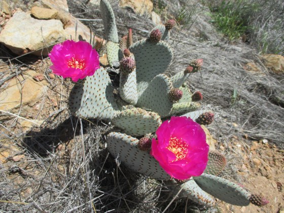 Beautiful desert flowers