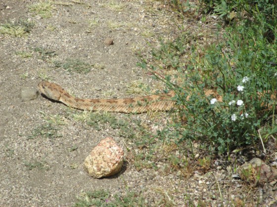 Sugarpine spotted this guy