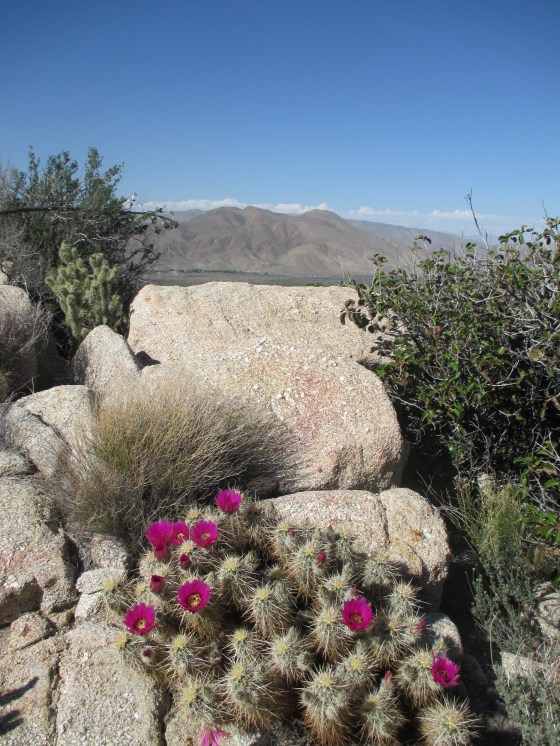 Some more beautiful flowers