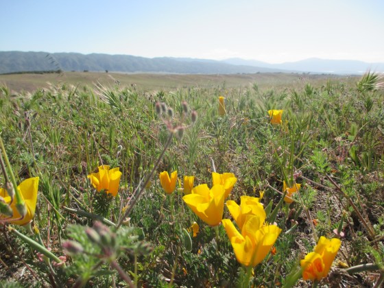 The flowers in the rolling hills