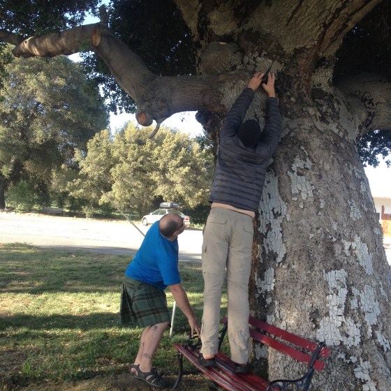 Lingo and Troll helped put the baby bird back in the tree