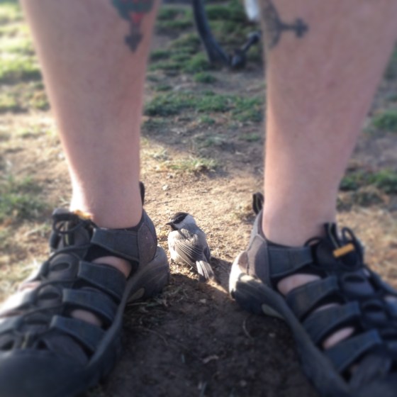 A baby bird found shelter between Troll's feet