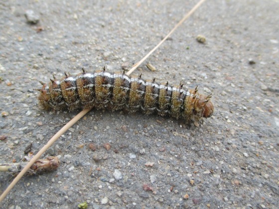 This was a big caterpillar!